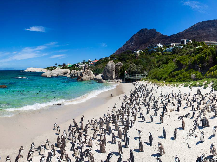 شبه جزیره کیپ پوینت- محل تجمع پنگوئن های آفریقایی 